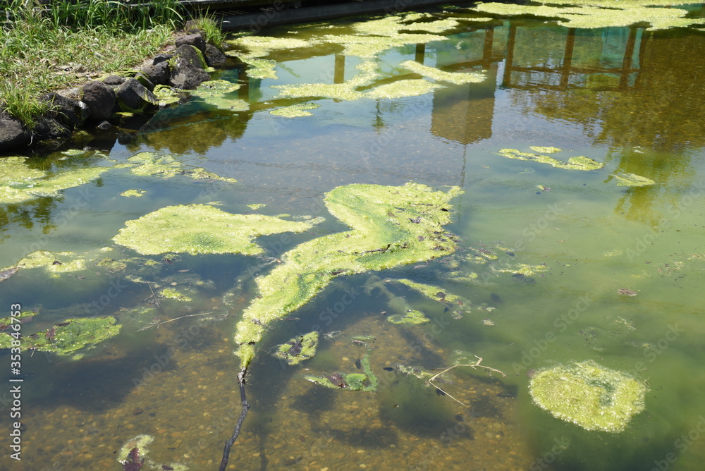 Obraz premium ジャパニーズスタイル『園庭の苔』