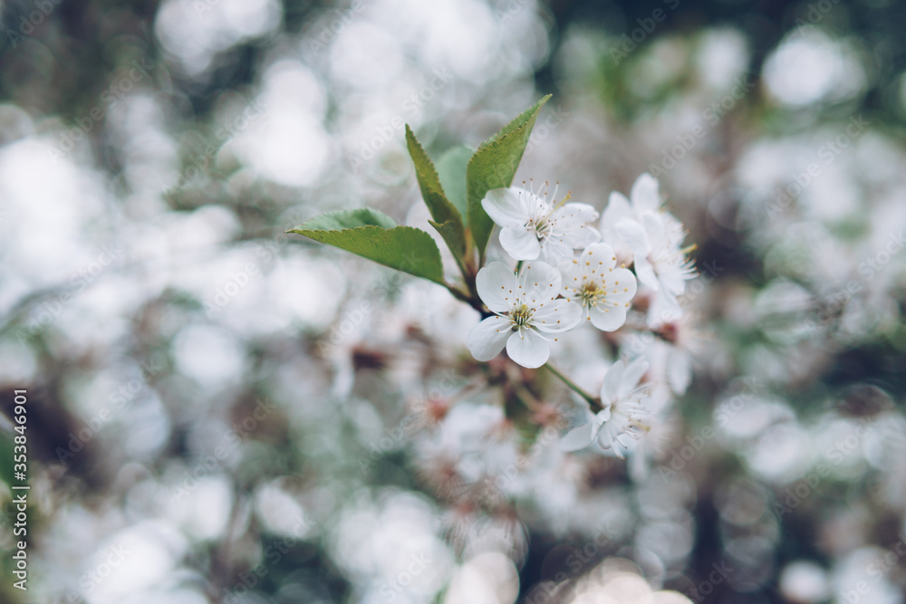 Obraz premium Cherry blossom in soft focus with bokeh effect