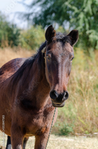 The portrait of the brown horse. © nkeskin