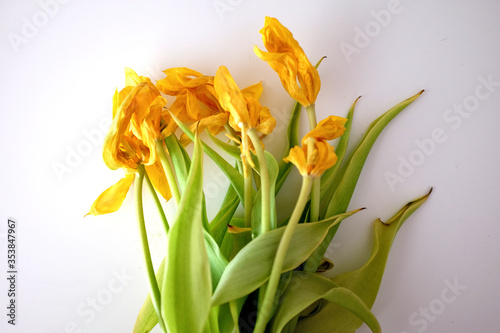Dead flowers - a bouquet of dried yellow tulips