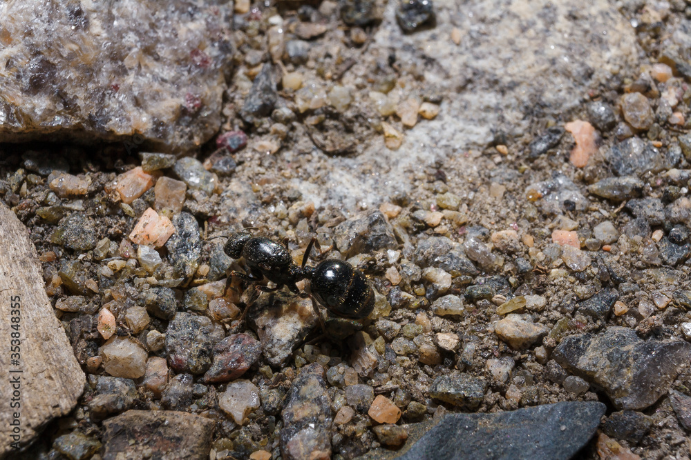 Soft focused macro shot of black ant on ground. Springtime and wildlife insects concept.