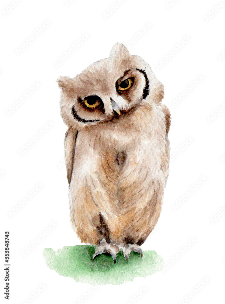 Obraz premium bird owl brown watercolor illustration nature isolated