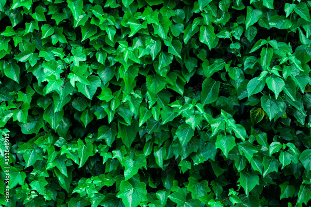 Background textura de hojas Background textura de hojas