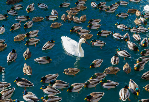 Foto Large amounts of Ducks and a Swan