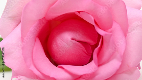 beautiful pink rose flower  concept image of couple sexual orgasm