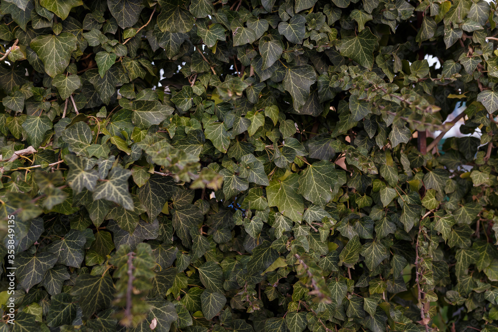 Natural background, foliage texture, leaves of evergreen ivy bush. Natural background, foliage texture, leaves of evergreen ivy bush.