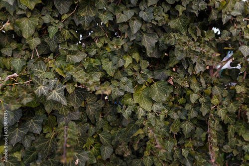 Natural background, foliage texture, leaves of evergreen ivy bush.