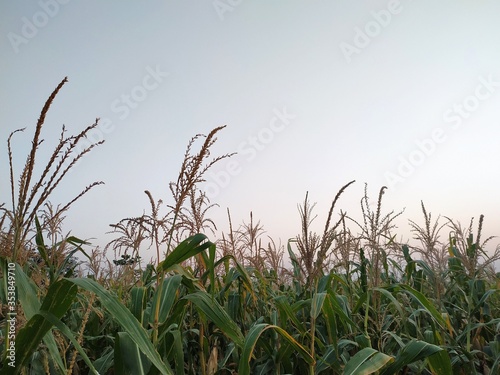 Corn flower tassel sway in the late summer breeze. Green corn field	