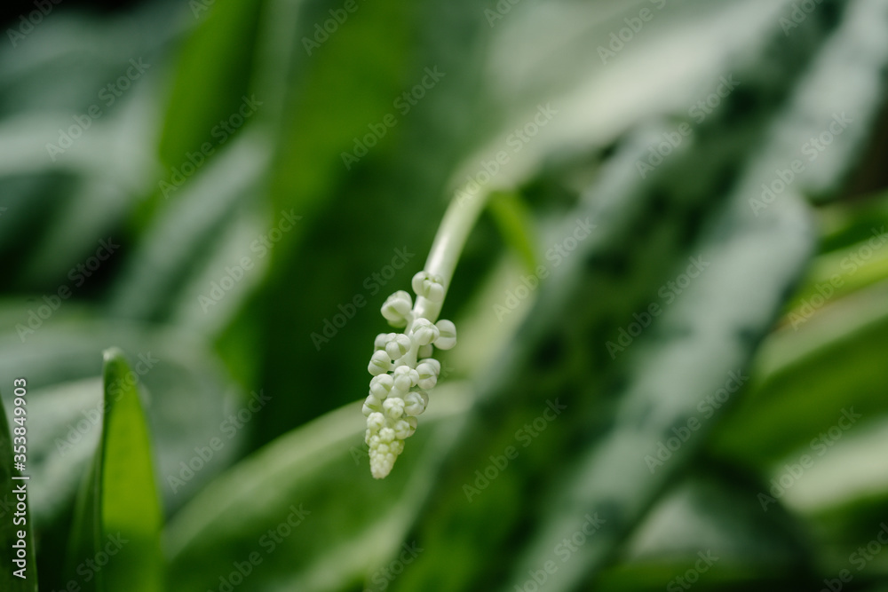 Drimiopsis botryoides plant Drimiopsis botryoides plant