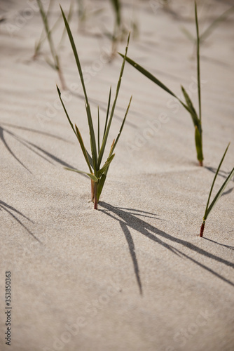 Plants by the sea