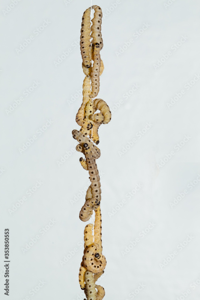 Fototapeta premium Larvae of Spindle ermine climbing down a silk thread against a blue sky