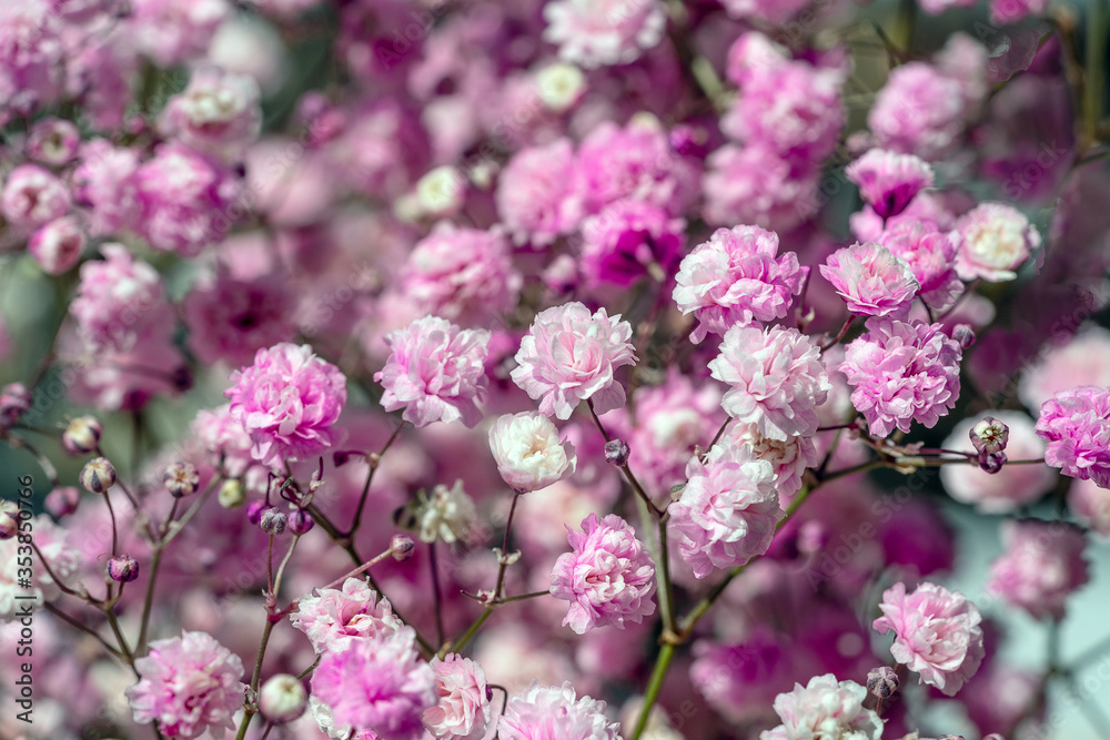 Gypsophila rosa