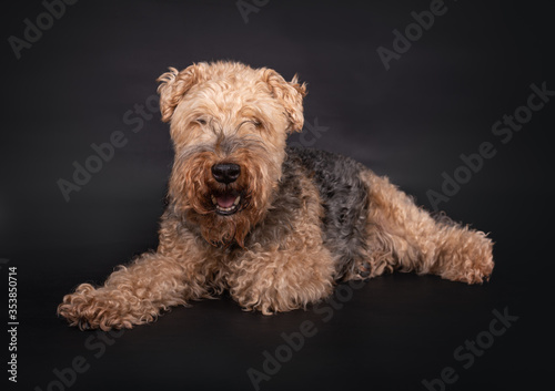 Male, 8 year old Welsh Terrier, lying down, looking into the Camera, isolated on a black background 