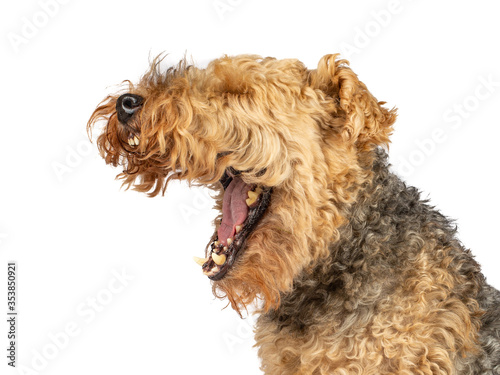 Side portrait of a Male, 8 year old Welsh Terrier, yawning, isolated on a white background 