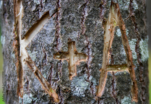 i love you confession carved in a tree