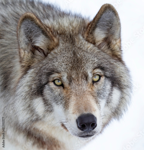 A lone Timber Wolf or Grey Wolf Canis lupus isolated on white background portrait closeup in winter snow in Canada