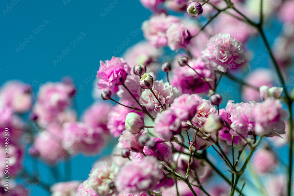 Gypsophila rosa Gypsophila rosa