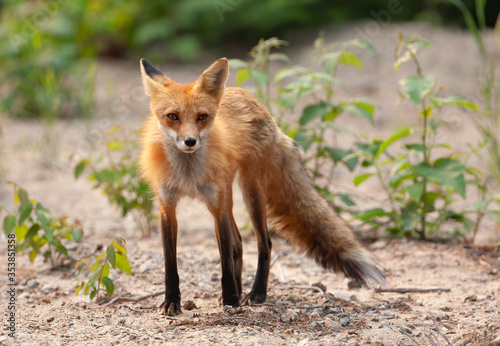 Red fox (Vulpes vulpes) vixen in Algonquin Park, Canada
