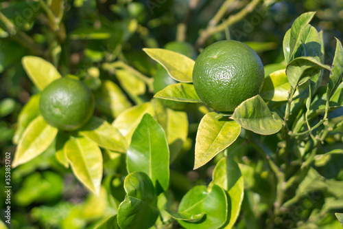Wallpaper Mural Bush of lime. Fresh citrus fruits. Juicy green color. Organic foods for a healthy diet. Peel of ripe lime. Vitamin C content in foods. A generous harvest. Tequila appetizer. Fruit background. Torontodigital.ca
