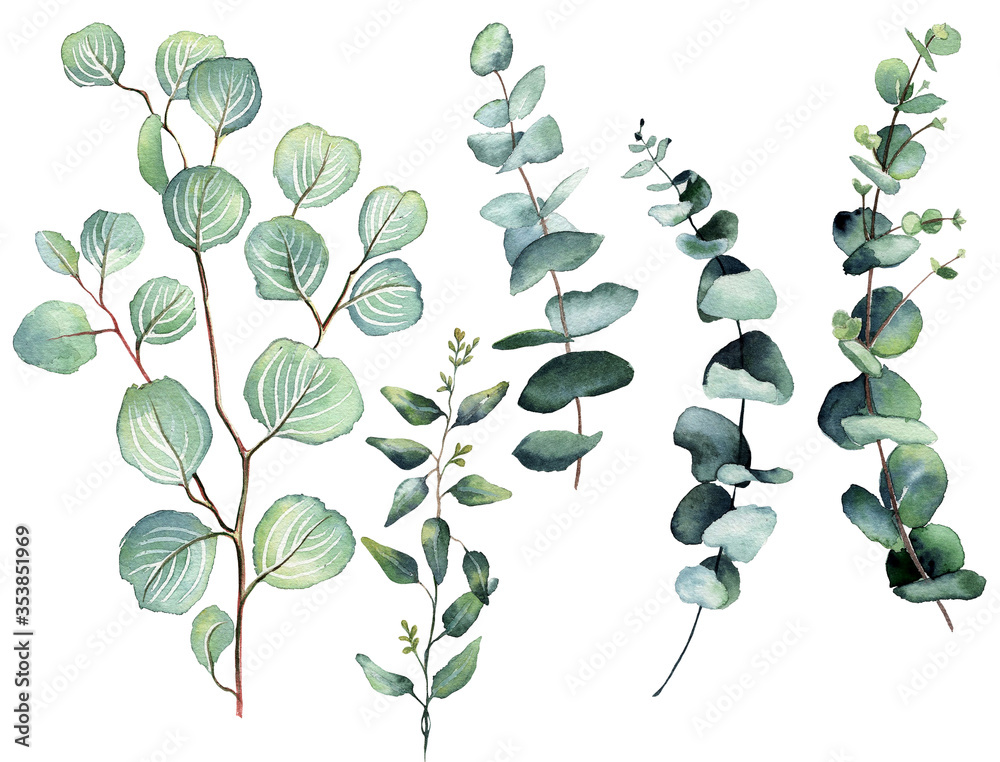 Watercolor eucalyptus round leaves and branches set. Hand painted baby, seeded and silver dollar eucalyptus elements. Floral illustration isolated on white background. For design and textile.