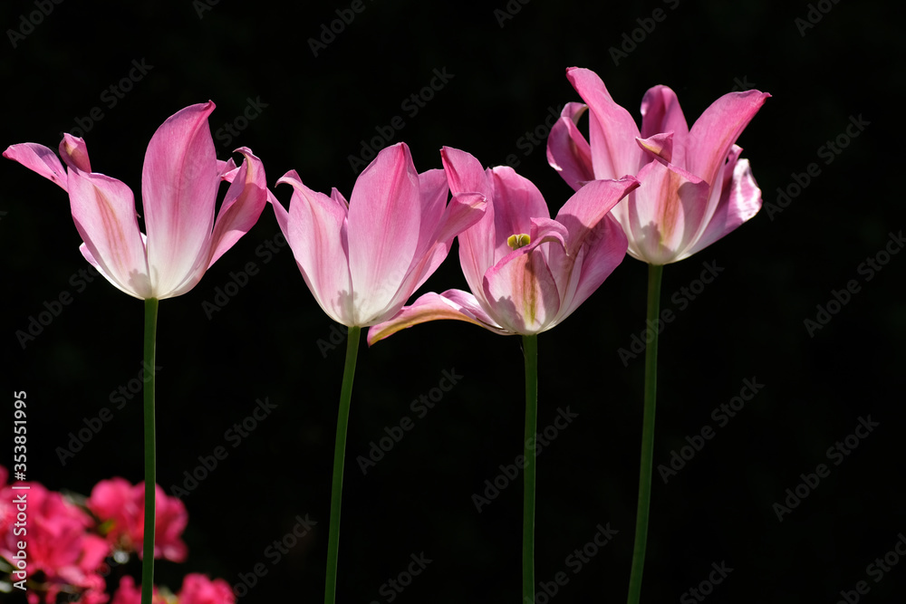 Fototapeta premium Four purple and white flowers on long thin stems against the light on a black background.