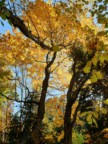 Autumn trees in the mountain forest