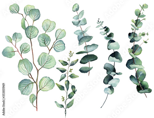 Watercolor eucalyptus round leaves and branches set. Hand painted baby  seeded and silver dollar eucalyptus elements. Floral illustration isolated on white background. For design and textile.
