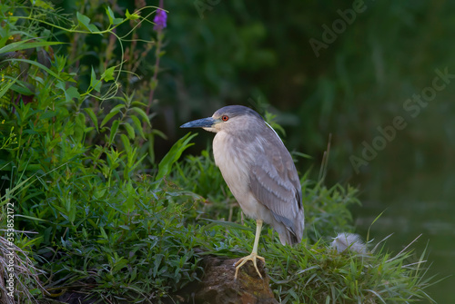 Black-crowned Night Heron (Nycticorax nycticorax) standing on a log hunting over a local pond in Ottawa, Canada © Jim Cumming