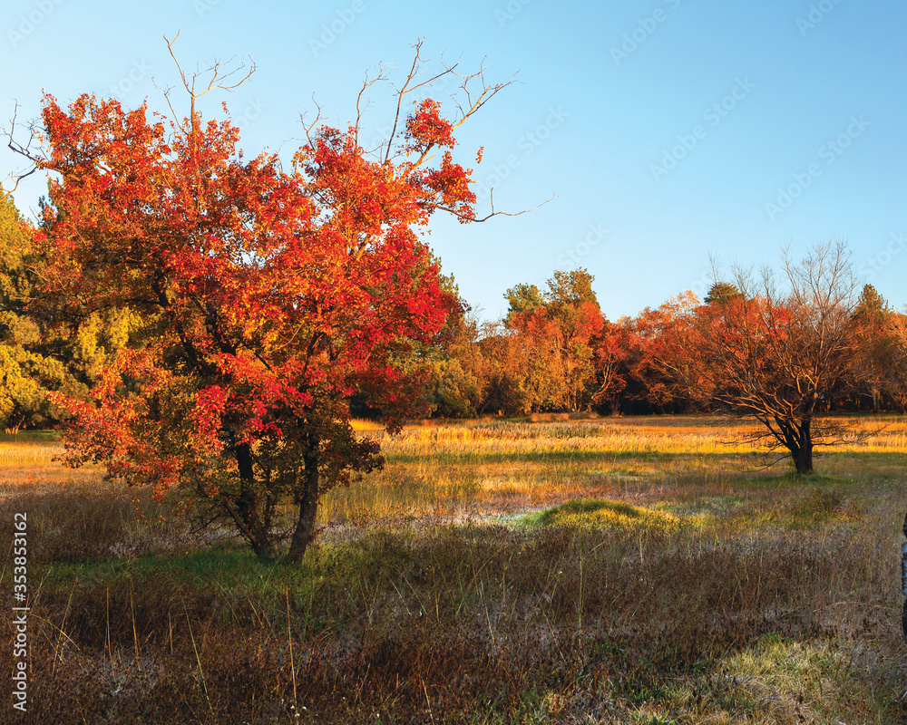Obraz premium A autumn tree in the field
