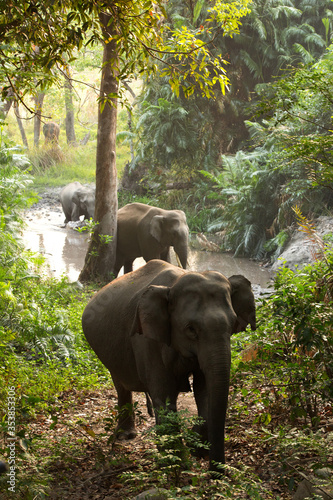 Asiatic elephants the dense forest of Jim Corbett National Park © Dr Ajay Kumar Singh