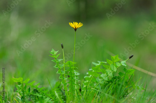 The plant Aposeris foetida in flowering belongs to the family Asteraceae photo