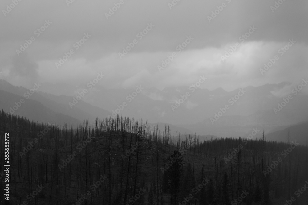 Fototapeta premium Dead dry forest background