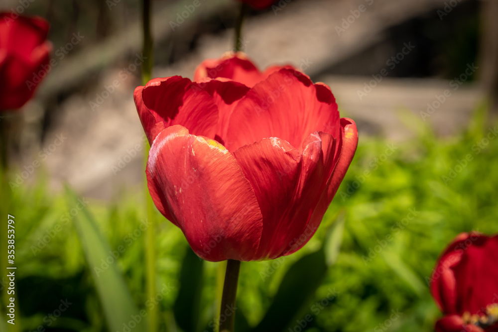 May tulips are blooming in the flower beds in the courtyards of Kronstadt. May tulips are blooming in the flower beds in the courtyards of Kronstadt.