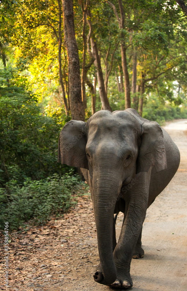 Closure look of Asiatic elephant walking on the roads of Jim Corbett National Park