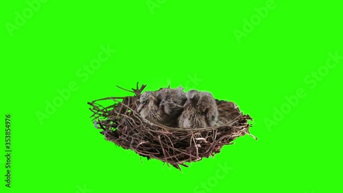Dove chicks on green screen. Shot with Red Epic.