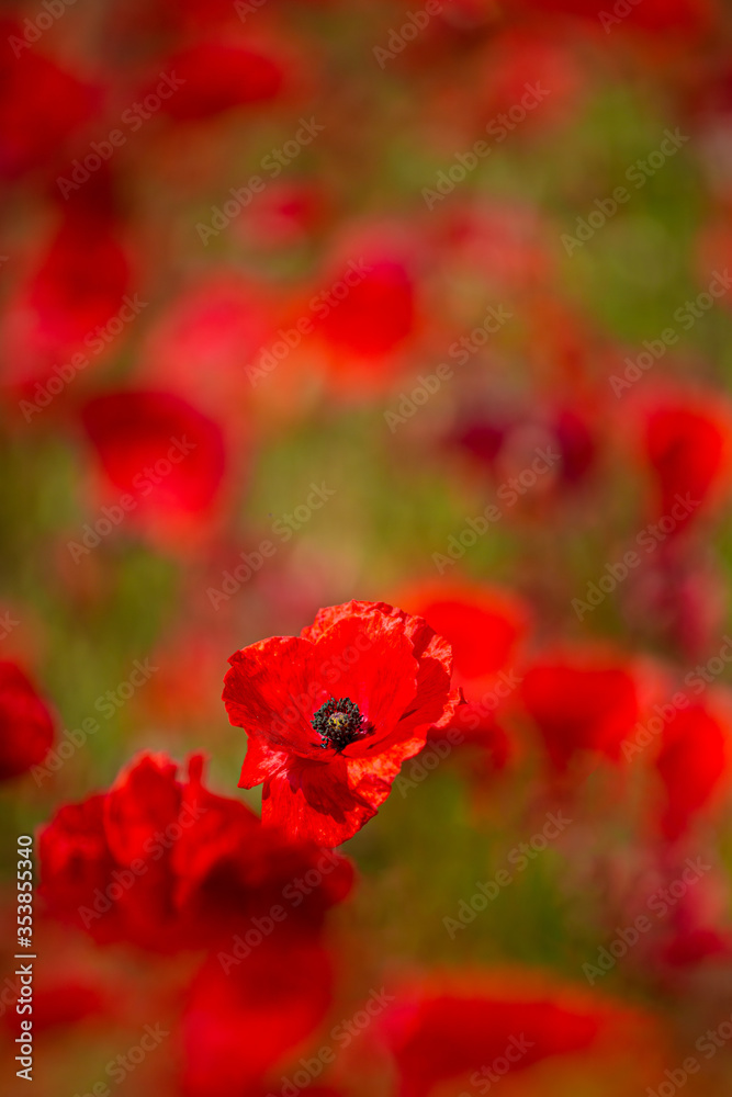 Obraz premium Summer Poppys