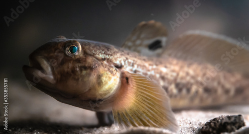 Round goby (Neogobius melanostomus) in an underwater environment, close-up