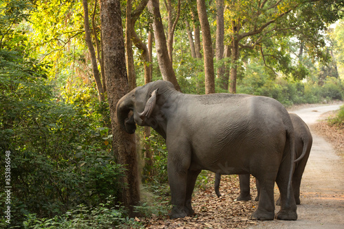 Asiatic elephants, Jim Corbett National Park