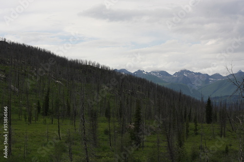 Dead dry forest background