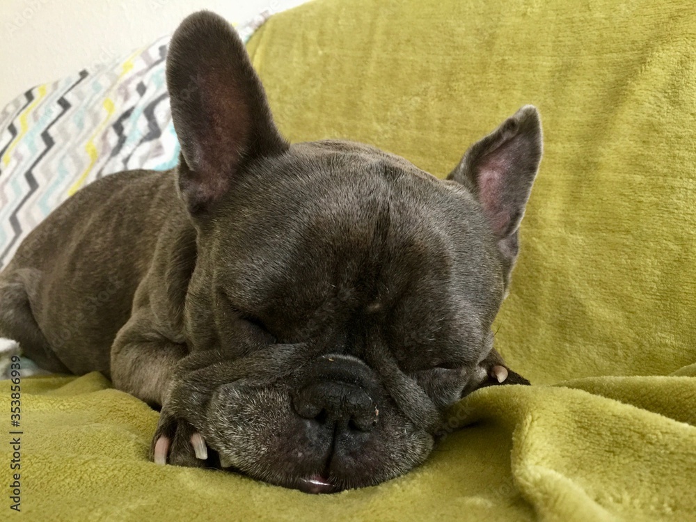 Adorable close up of blue French bulldog resting