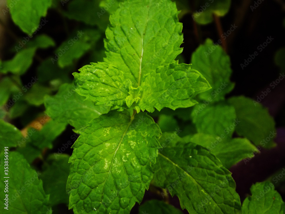 fresh mint leaves green and used as seasoning in food fresh mint leaves green and used as seasoning in food