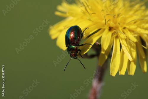 Chrysolina fastuosa, colorful beetle wanders on a yellow dandelion flower, close up