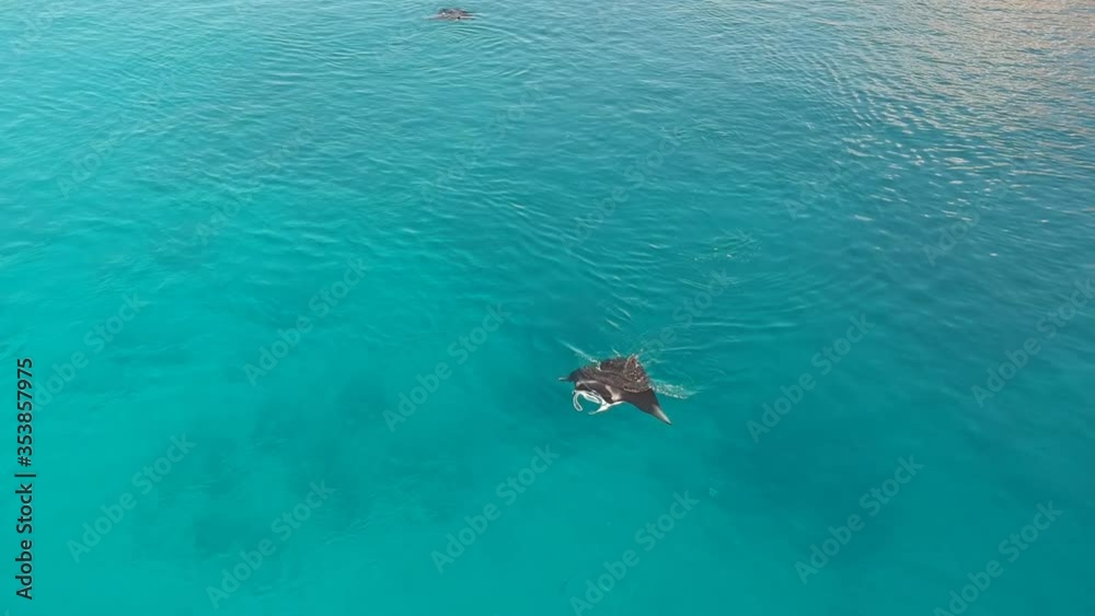 Aerial Drone, manta rays and snokellers swimming in turquoise water next to a dive boat, shot from above, Indonesia Aerial Drone, manta rays and snokellers swimming in turquoise water next to a dive boat, shot from above, Indonesia