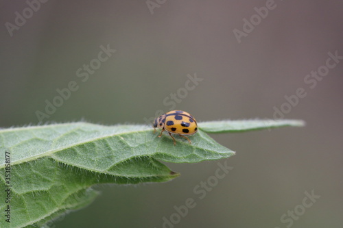 Close up of the 14-spotted ladybird, propylea quatuordecimpunctata on the leaf photo