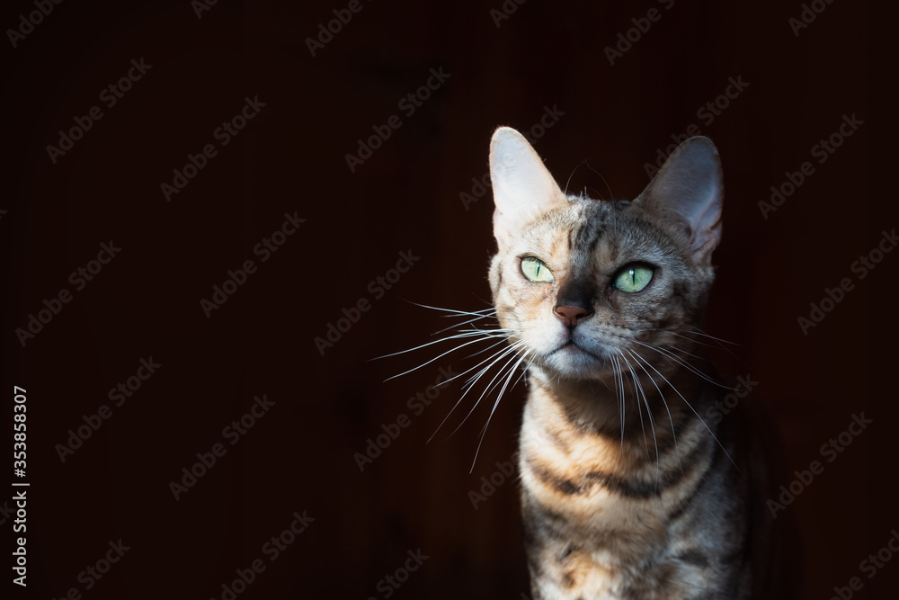 Beautiful young Bengali cat with green eyes on a black background, sunlight