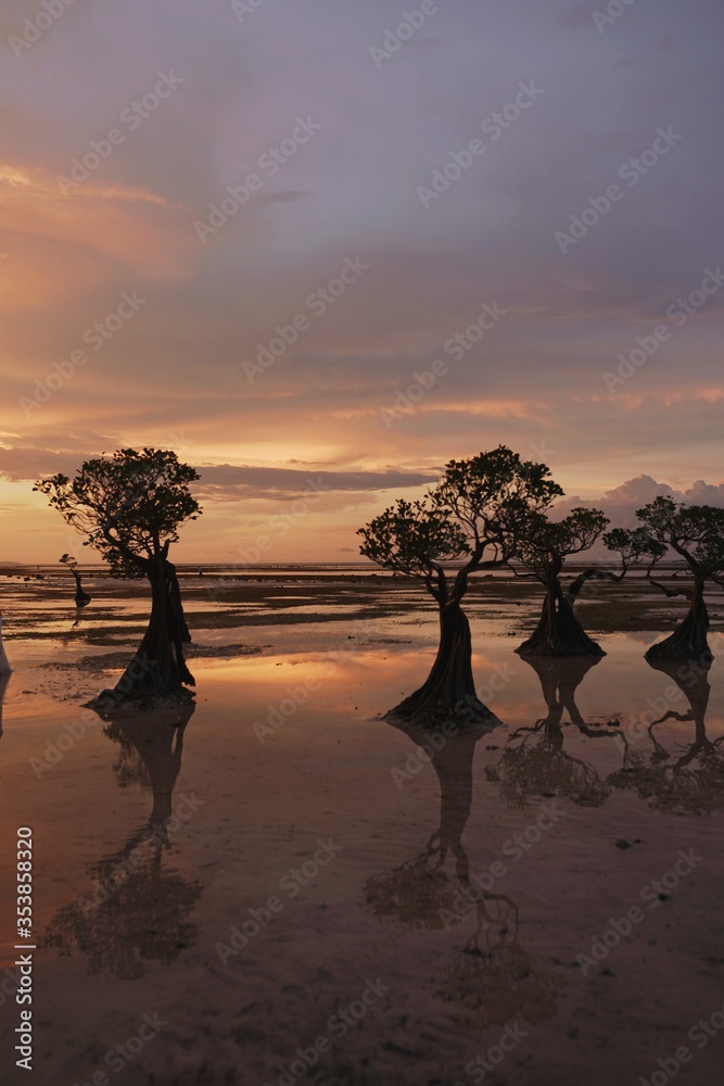 Exotic tree at the beach of a tropical island during sunset with beautiful sky clouds