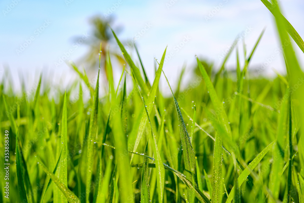 Green grass of growing rice close up with blurry background Green grass of growing rice close up with blurry background
