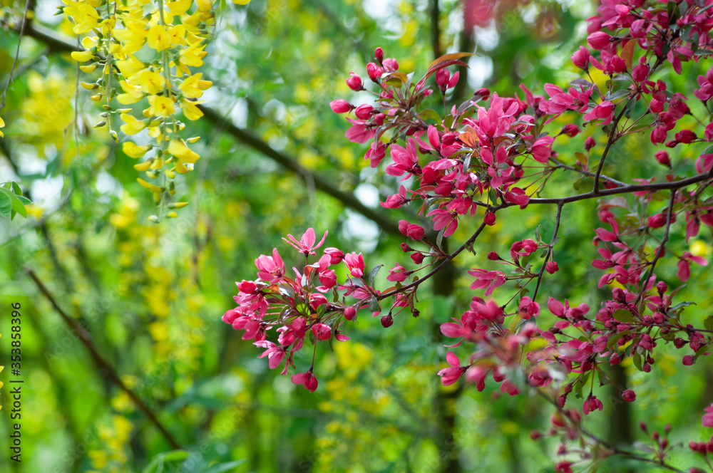 magnificent blooming Paradise Apple tree magnificent blooming Paradise Apple tree