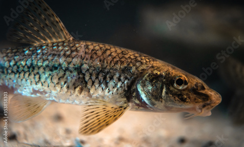 Danube gudgeon (Gobio obtusirostris, formerly Gobio gobio) in an underwater environment, close-up
