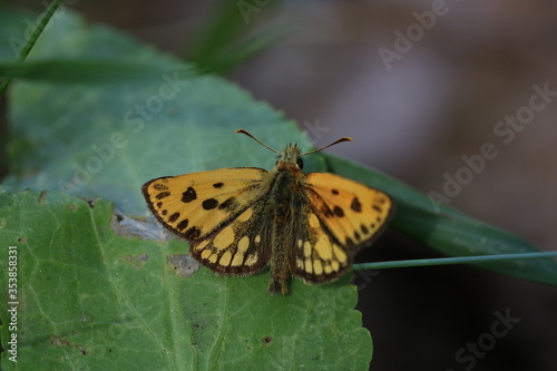 Northern Chequered Skipper Carterocephalus silvicola sitting on a leaf, male